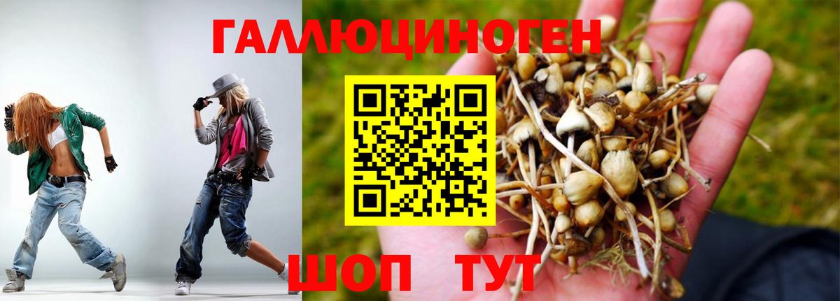 Псилоцибиновые грибы GOLDEN TEACHER  Вход с VPN  Кизляр  Псилоцибиновые грибы Psilocybe 
